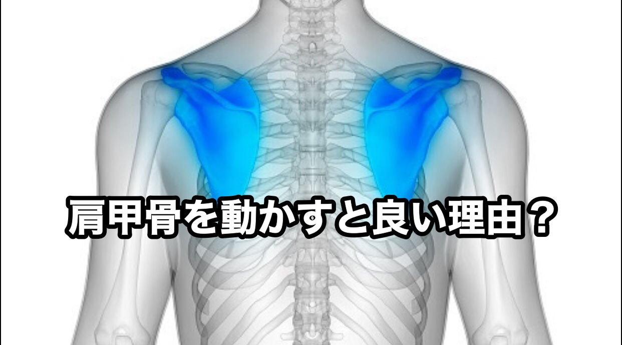 肩甲骨を動かすと良い理由とは？｜柏市で受けられる肩甲骨 